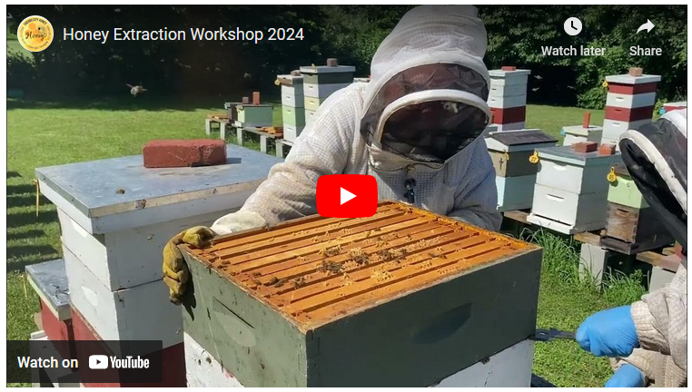 Honey Extraction Tips and Tricks
