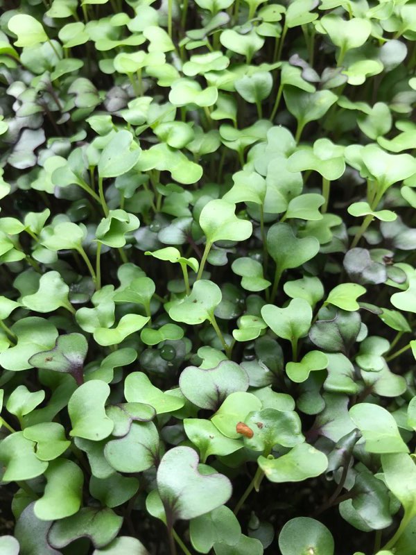 Boost Your Nutrition with Microgreens: Elevate Your Meals Today!