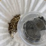 Dirt balls and seeds ready